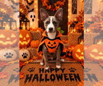Glizzy - Male Mutt Dog for Adoption - Small photo