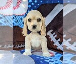 Small Photo #1 Cocker Spaniel Puppy For Sale in BIRD IN HAND, PA, USA
