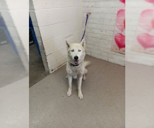 Medium Photo #1 Siberian Husky Puppy For Sale in San Bernardino, CA, USA