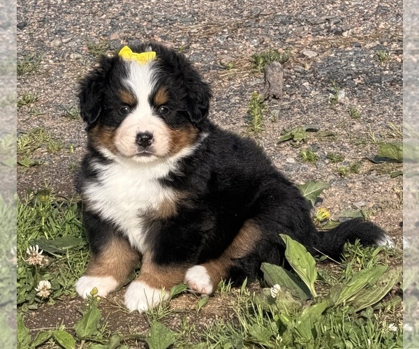 Medium Photo #16 Bernese Mountain Dog Puppy For Sale in ATHENS, WI, USA