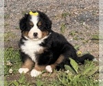 Small #15 Bernese Mountain Dog