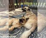 Small #4 German Shepherd Dog-Great Pyrenees Mix