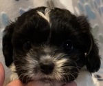 Puppy 1 Cavapoo (Miniature)