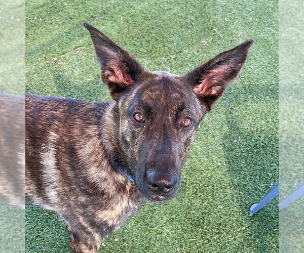 Medium Photo #3 Holland Shepherd Puppy For Sale in Imlay City, MI, USA