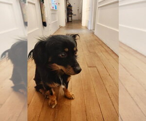 Casper - Male Tibetan Spaniel-Unknown Mix Dog for Adoption - Photo #2