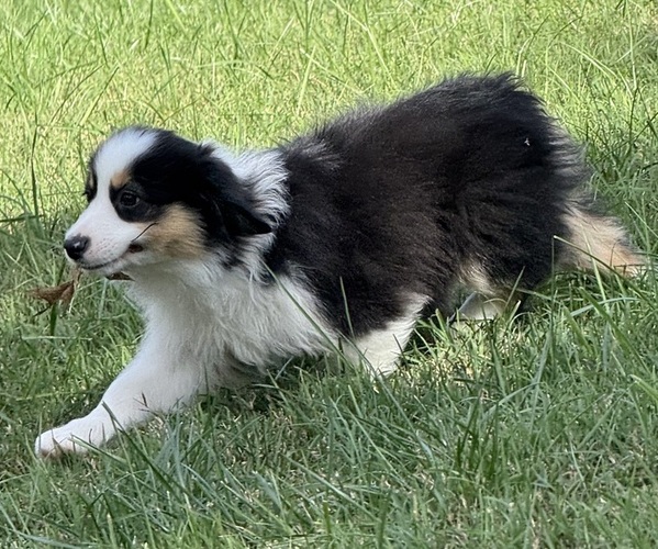 Medium Photo #8 Miniature American Shepherd Puppy For Sale in NOLENSVILLE, TN, USA