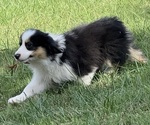 Small #7 Miniature American Shepherd