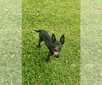 Small #2 Mutt