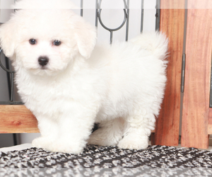 Bichon Frise Puppy for sale in NAPLES, FL, USA