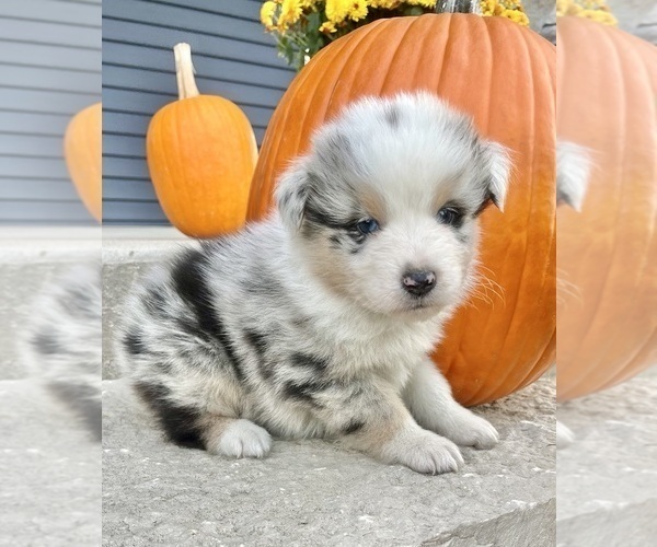 Medium Photo #1 Australian Shepherd Puppy For Sale in LODA, IL, USA