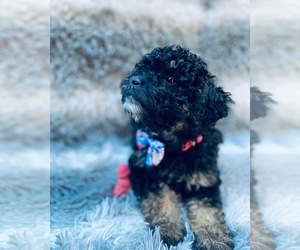 Bernedoodle-Doodle Mix Puppy for sale in LAS VEGAS, NV, USA