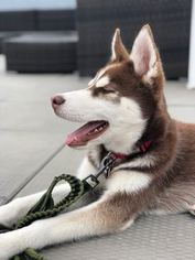 Siberian Husky Puppy for sale in BROOKLYN, NY, USA