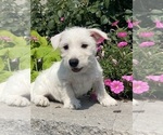 Small #6 West Highland White Terrier