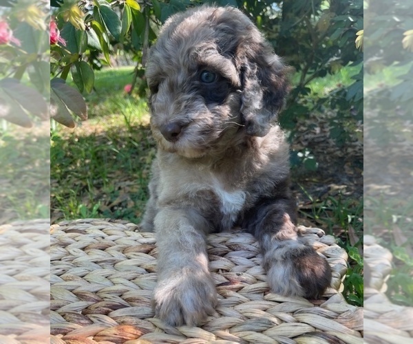 Medium Photo #1 Double Doodle Puppy For Sale in PIERSON, FL, USA