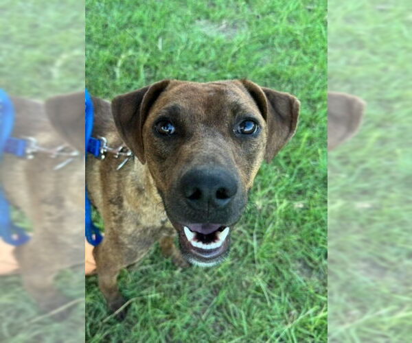 Medium Photo #1 Black Mouth Cur-Labrador Retriever Mix Puppy For Sale in Claremore, OK, USA
