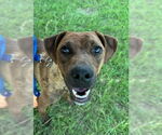 Small Black Mouth Cur-Labrador Retriever Mix