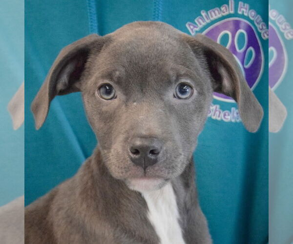Medium Photo #6 American Staffordshire Terrier-Labrador Retriever Mix Puppy For Sale in Huntley, IL, USA