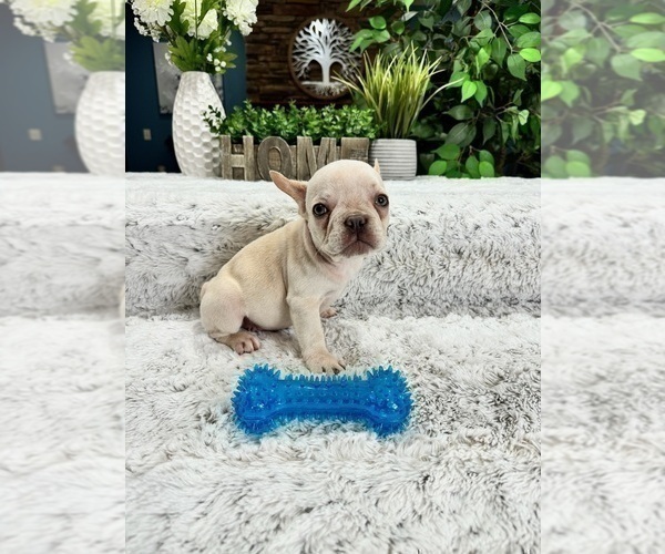 Medium Photo #3 French Bulldog Puppy For Sale in GREENFIELD, IN, USA