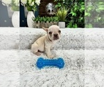 Small Photo #3 French Bulldog Puppy For Sale in GREENFIELD, IN, USA