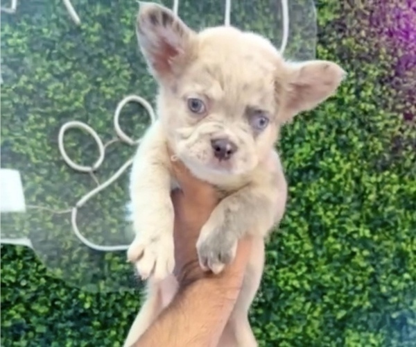 Medium Photo #14 French Bulldog Puppy For Sale in SANTA FE, NM, USA