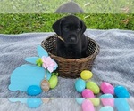 Small Photo #3 Labrador Retriever Puppy For Sale in MULBERRY, FL, USA