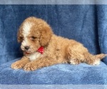 Small Photo #9 Poodle (Miniature) Puppy For Sale in LAKELAND, FL, USA