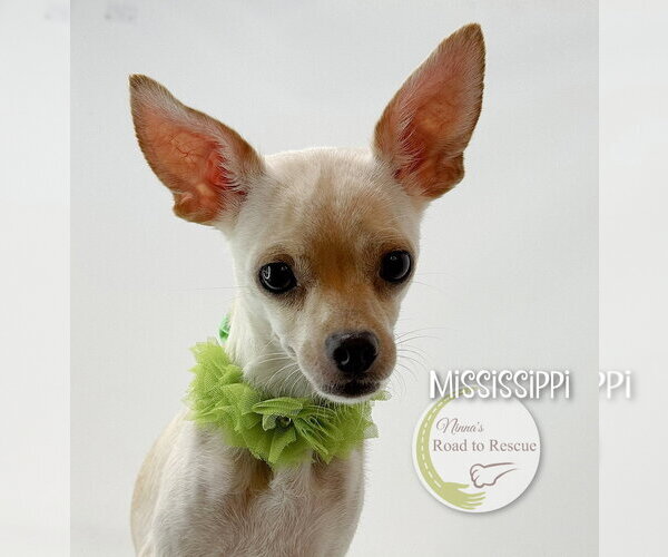 Medium Photo #2 Chug Puppy For Sale in Benton, LA, USA