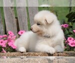 Small Photo #3 Samoyed Puppy For Sale in FREDERICKSBG, OH, USA