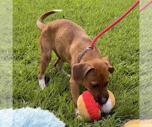 Medium Photo #4 Labbe Puppy For Sale in Yardley, PA, USA