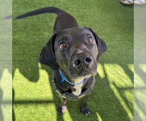 American Foxhound-Labrador Retriever Mix Dogs for adoption in Murfreesboro, TN, USA