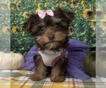 Puppy Vera Shorkie Tzu