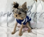 Small Photo #6 Yorkshire Terrier Puppy For Sale in OSCODA, MI, USA