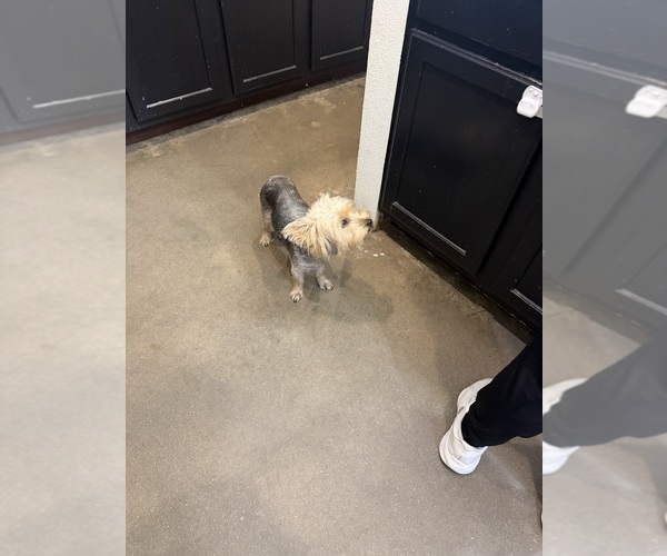 Medium Photo #4 Yorkshire Terrier Puppy For Sale in DEL VALLE, TX, USA