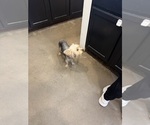 Small #3 Yorkshire Terrier
