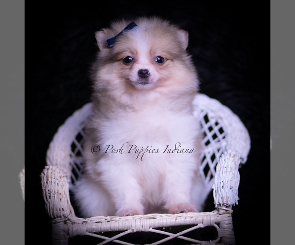 Medium Photo #33 Pomeranian Puppy For Sale in WARSAW, IN, USA