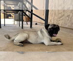 Small #3 Pug