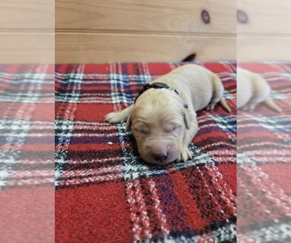 Medium Photo #1 Golden Retriever Puppy For Sale in WILLIAMSTOWN, KY, USA