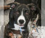 Small #4 Plott Hound Mix