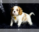 Small #5 Cavalier King Charles Spaniel
