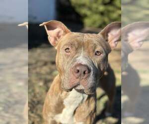 American Pit Bull Terrier-Unknown Mix Dogs for adoption in Newfield, NJ, USA