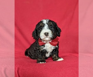 Bernedoodle Puppy for sale in CHRISTIANA, PA, USA