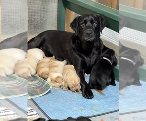 Labrador Retriever Puppy for sale in LIBERTY, SC, USA