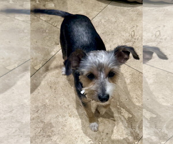 Medium Photo #7 Mutt Puppy For Sale in Boca Raton, FL, USA