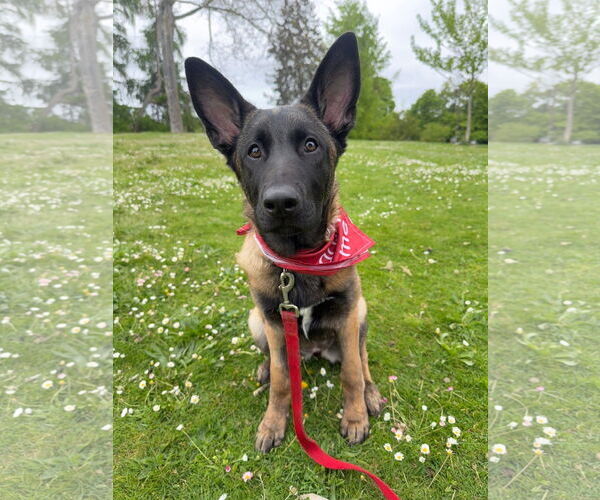 Medium Photo #11 German Shepherd Dog-Unknown Mix Puppy For Sale in Seattle, WA, USA