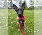 Small #10 German Shepherd Dog Mix