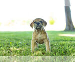 Small Photo #4 English Bulldog-Mastiff Mix Puppy For Sale in WARSAW, IN, USA