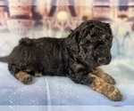 Small Photo #36 Aussiedoodle Miniature  Puppy For Sale in COMMERCE, MI, USA