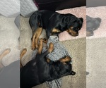 Small Photo #12 Rottweiler Puppy For Sale in FREEPORT, NY, USA