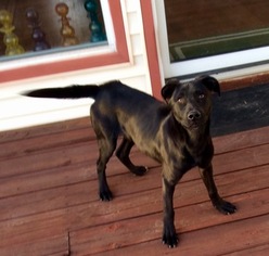Labrador Retriever Dogs for adoption in HARRISON, AR, USA