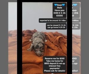Havapoo Puppy for sale in TUCSON, AZ, USA